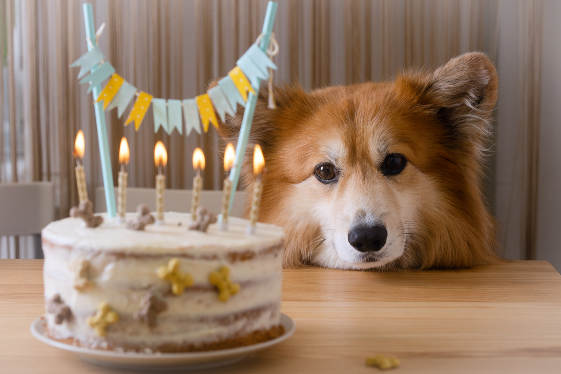 happy birthday and dog corgi