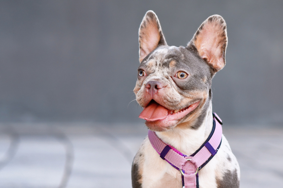 Portrait of merle tan French Bulldog dog with pink dog harness