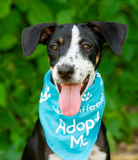 Portrait of a Dog Wearing Bandana with Adopt Me Text